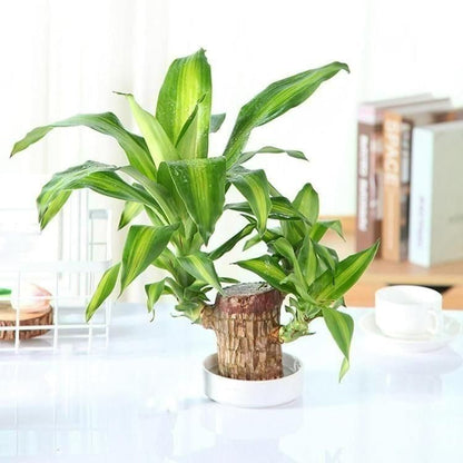 Brazilian Lucky Wood Mini Home Plant Decorations